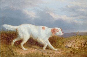 Ein Setter auf dem Moor